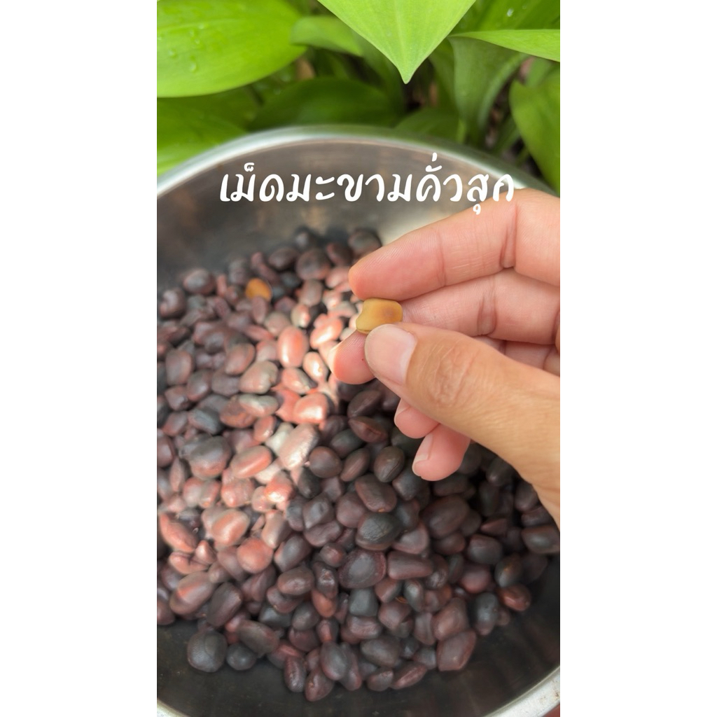 มะขาม​คั่วสุก​ คั่วเตาถ่าน​หอมๆ​ 1กิโลกรัม​