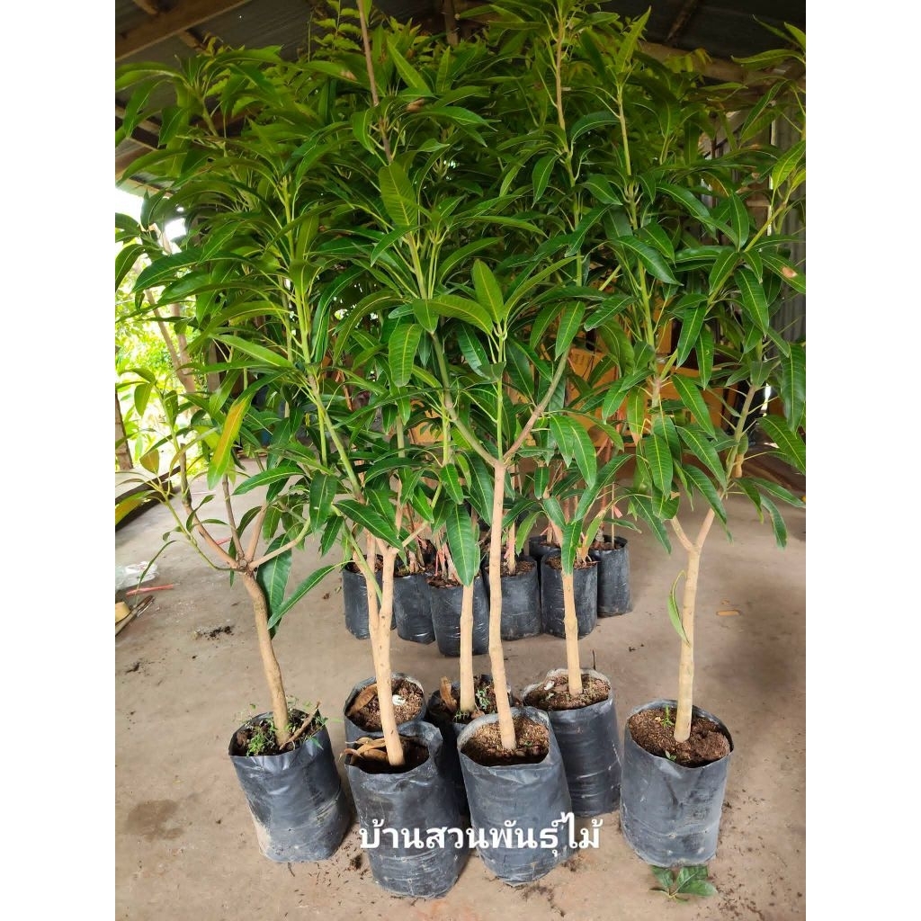ต้นมะม่วง พันธุ์มหาชนก ต้นเสียบยอด สูง 1.4-1.6 เมตร
