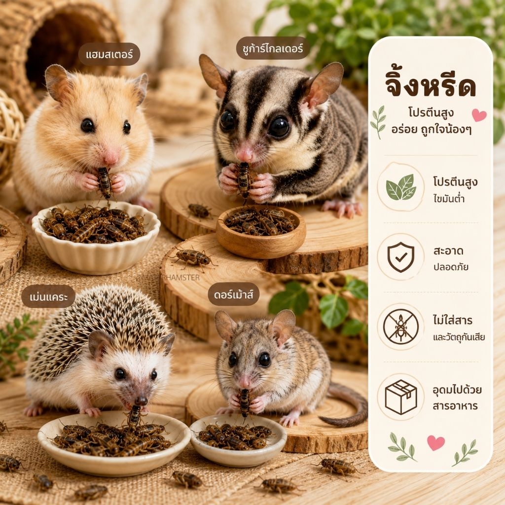 ⭐ จิ้งหรีดอบแห้ง ขนาดทดลอง (ขนมอาหารสัตว์ฟันแทะแฮมสเตอร์ ชูก้าไรเดอร์ เม่นแคระ ดอเม้าส์)