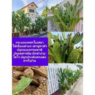 โอพันเทีย opuntia cochenillifera อาหารเต่าซูคาต้า กระบองเพชรใบเสมา หูกระต่าย มิกกี้เม้า ไร้สารพิษ มีรากทุกต้น cactus