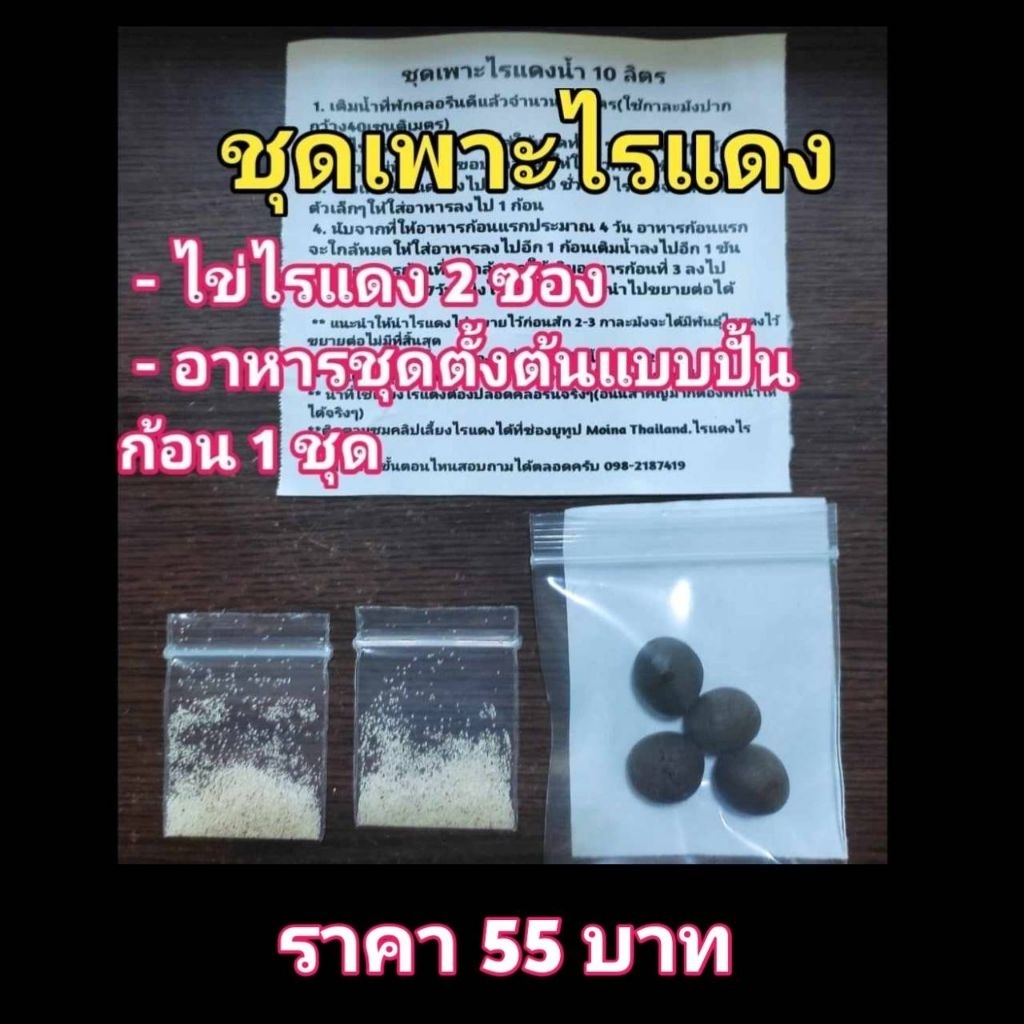 ชุดเพาะไรแดงน้ำใสราคา55บาท