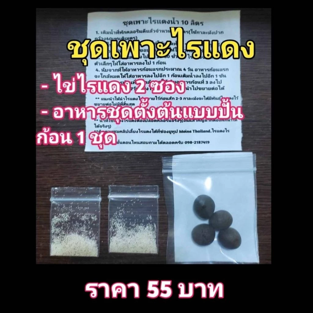 ชุดเพาะไรแดงน้ำใสราคา55บาท