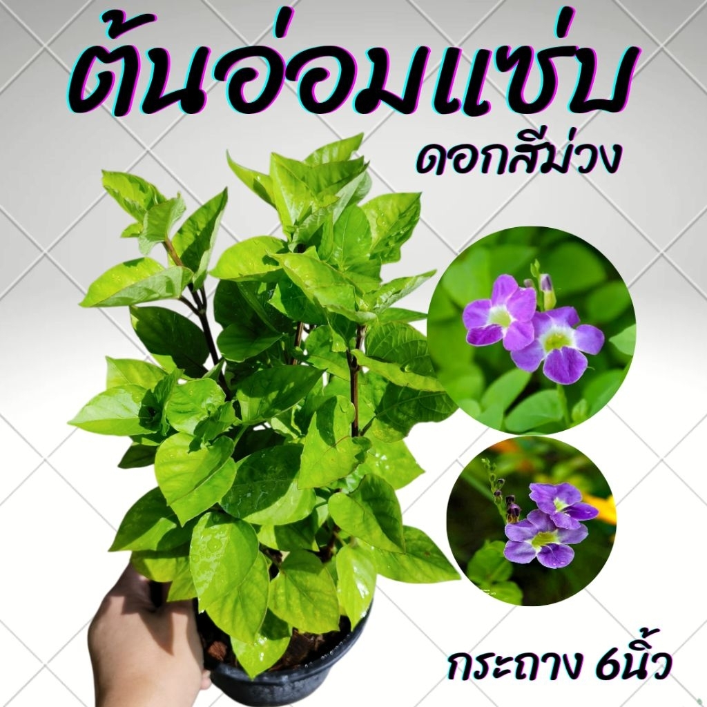 ต้นอ่อมแซ่บ ดอกสีม่วง กระถาง6นิ้ว