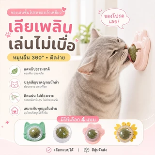 แคทนิปบอล กัญชาแมว หญ้าแมว แคทนิป กันชาแมว แคทนิป แมว กัญชาเเมว แคทนิปแมว catnip แมว ติดกำแพง