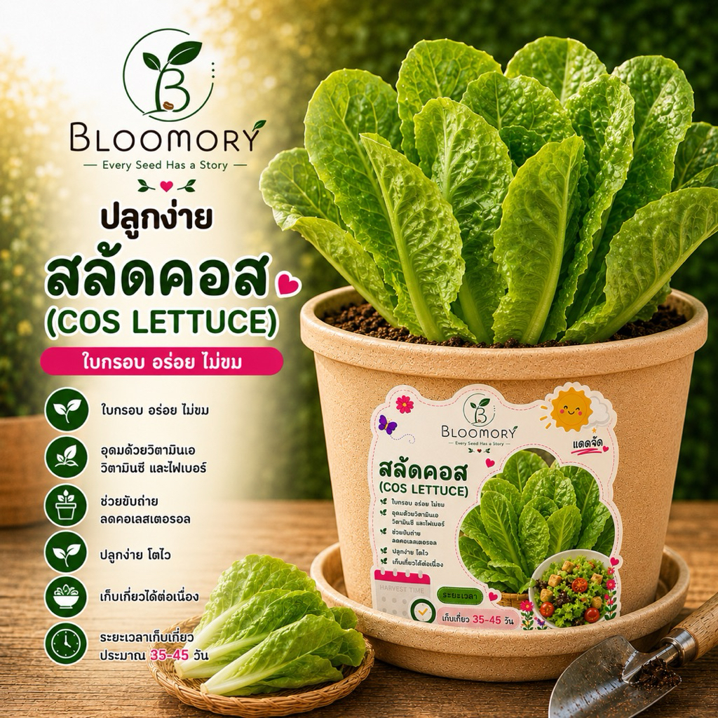เมล็ดพันธุ์ปลูกง่ายในกระปุก กลุ่มผักสลัด7สายพันธุ์
