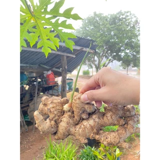 ขิงสด ขิงแก่ แม่ขิง ทำกับข้าว น้ำขิง ข้าวมันไก่ คละไซส์ หอมเผ็ดร้อน ส่งจากสวนเมืองเลย (ติดดินไม่ได้ล้างกันชื้นเน่าเสีย)