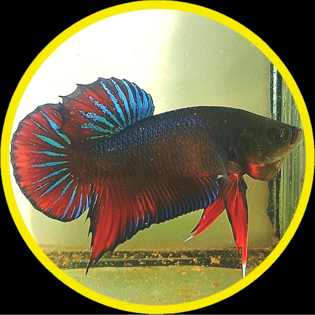 ปลากัดหม้อมาเลย์สายกัด ส่งแบบคละสี