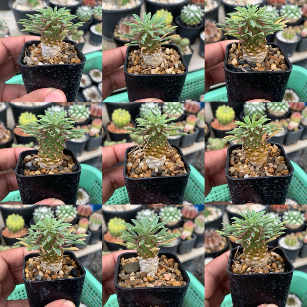 ยูโฟเบีย คิริน (Euphorbia Sotetsu Kirin) ปาล์มทะเลทราย