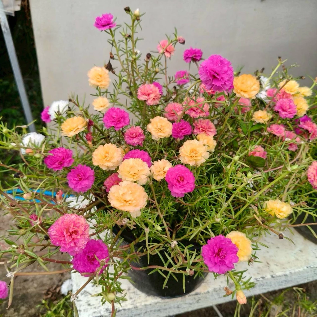 🌸🌿 ต้นกล้าคุณนายตื่นสาย ดอกสวย สีสดใส พร้อมปลูก 🌿🌸