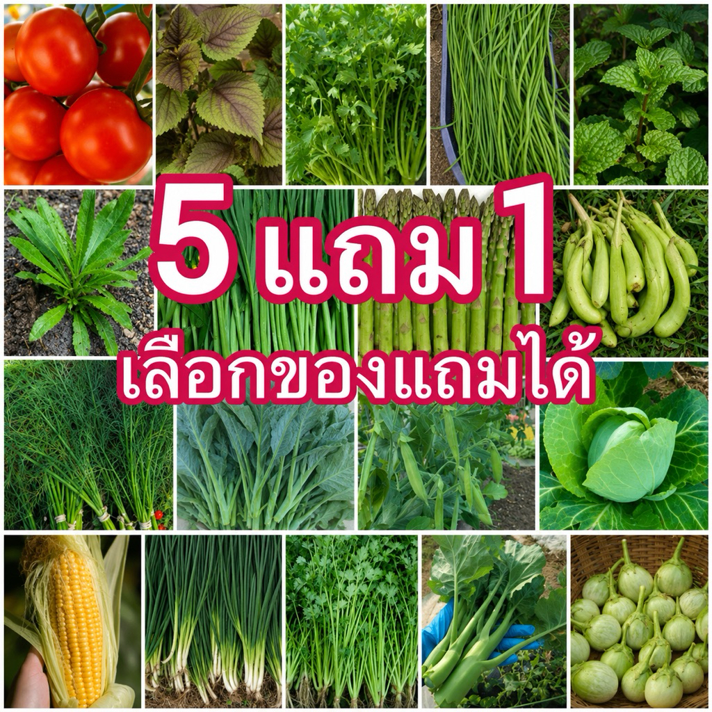 เมล็ดพันธุ์ผักไทย ผักใบเขียว ซื้อ 5 แถม 1