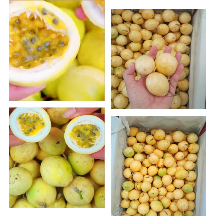 500กรัม /49.- เสาวรสพันธุ์เหลืองหวาน เบอร์C มีติดแผล ไม่กระทบต่อด้านใน ลูกเล็ก งดดราม่า (ชั่งรวมกล่อง)