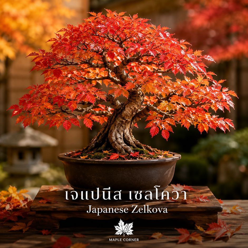 เจแปนนีส เซลโกว่า Japanese Zelkova (เมล็ดพันธุ์) Zelkova serrata ไม้บอนไซ ใบไม้เปลี่ยนสี
