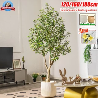 【ซื้อ 1 แถม 1】 ต้นมะกอกปลอม ต้นไม้ปลอม ต้นไม้ปลอมใหญ่ 120/150/180cm ลำต้นสีน้ำตาลเหมือนของจริง