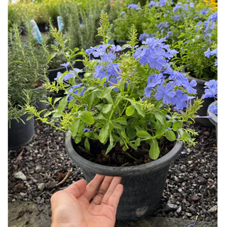 พยับหมอก ดอกไม้สีฟ้าสวยละมุน อึดทนปลูกเลี้ยงง่าย Cape leadwort, blue plumbago