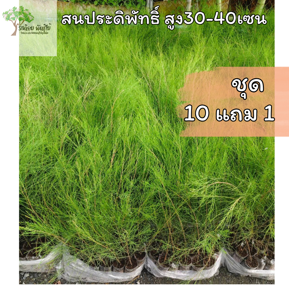 [ชุด11ต้น]สนประดิพัทธิ์ ไซส์เล็ก สูง30-40เซนติเมตร