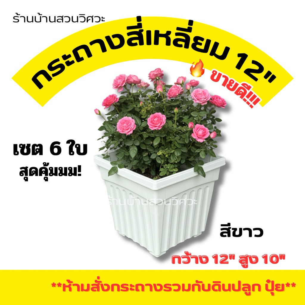 กระถางกุหลาบ 12 นิ้ว กระถางสี่เหลี่ยม กระถางพลาสติก สีขาว