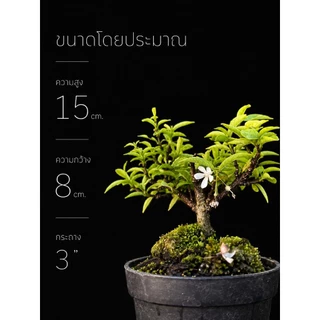 โมกเวียดนาม 🌸(Wrightia Vietnamensis)บอนไซจิ๋ว บอนไซแคระ ไม้ทำบอนไซกระถาง 3” mamebonsai