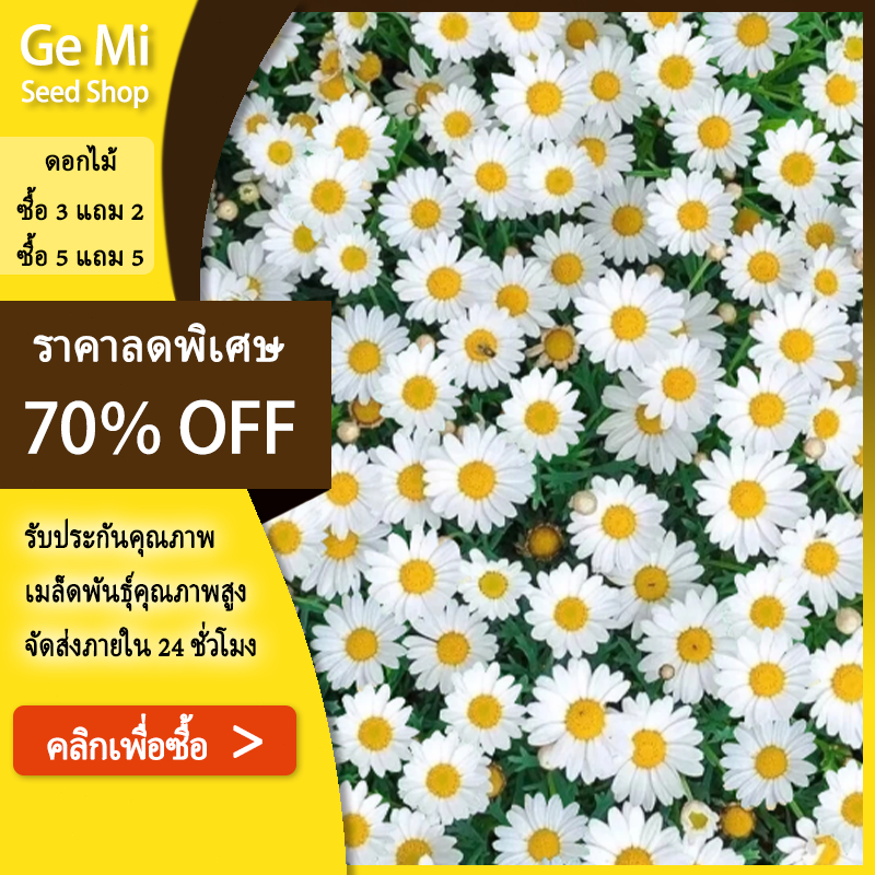 GEMI 1,000 เมล็ด เมล็ดพันธุ์ ดอกเดซี่พันธุ์ดอกใหญ่ ปลูกง่าย
