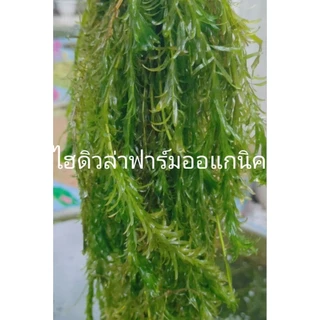 สาหร่ายหางกระรอกพุงชะโด&ฉัตร ฟาร์มออแกนิค 500กรัม คัดพิเศษต้นยาวๆ