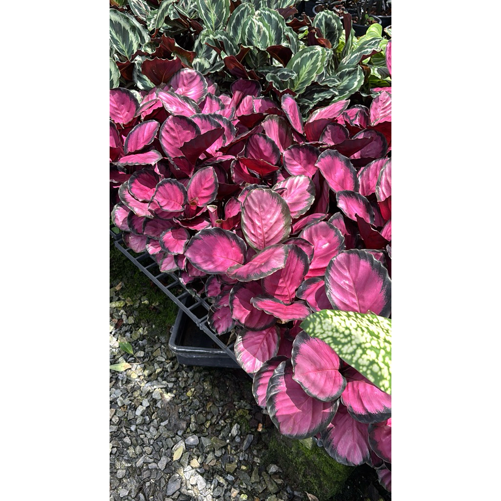 คล้าใบชมพู คิมสัน ไฮบริดขอบเข้ม (Calathea) ต้นนี้สีสวยมากกก กระถาง5นิ้ว