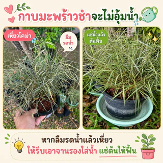 ต้นไผ่แมว ไผ่เงิน กระถางชำ 6"/8"/11" มีรากเดินดีแล้ว ปลูกต่อง่าย ไผ่เงิน หญ้าแมว Cat Grass