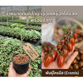 ต้นกล้ามะเขือเทศทานสด กูรามิ / ฟาวิโอ้ /โครมีส เพาะจากเมล็ดพันธ์แท้ F1