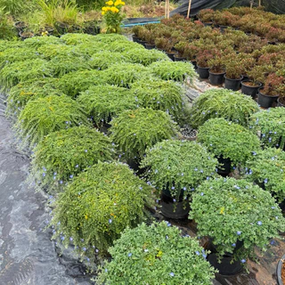 ใบต่อก้าน มอนิ่งกลอรี่ คลุมดินWild ground morning glory ดอกสีสวยส่งติดดอก