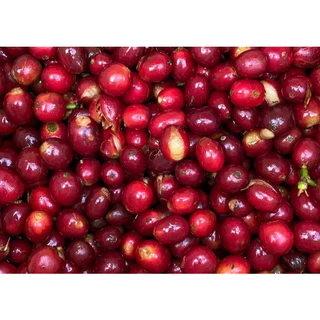 Hai single origin (กาแฟคั่วอ่อน) Magma by Dinesh Kumar, Geisha Panama (Light roast) Natural Process 100g.