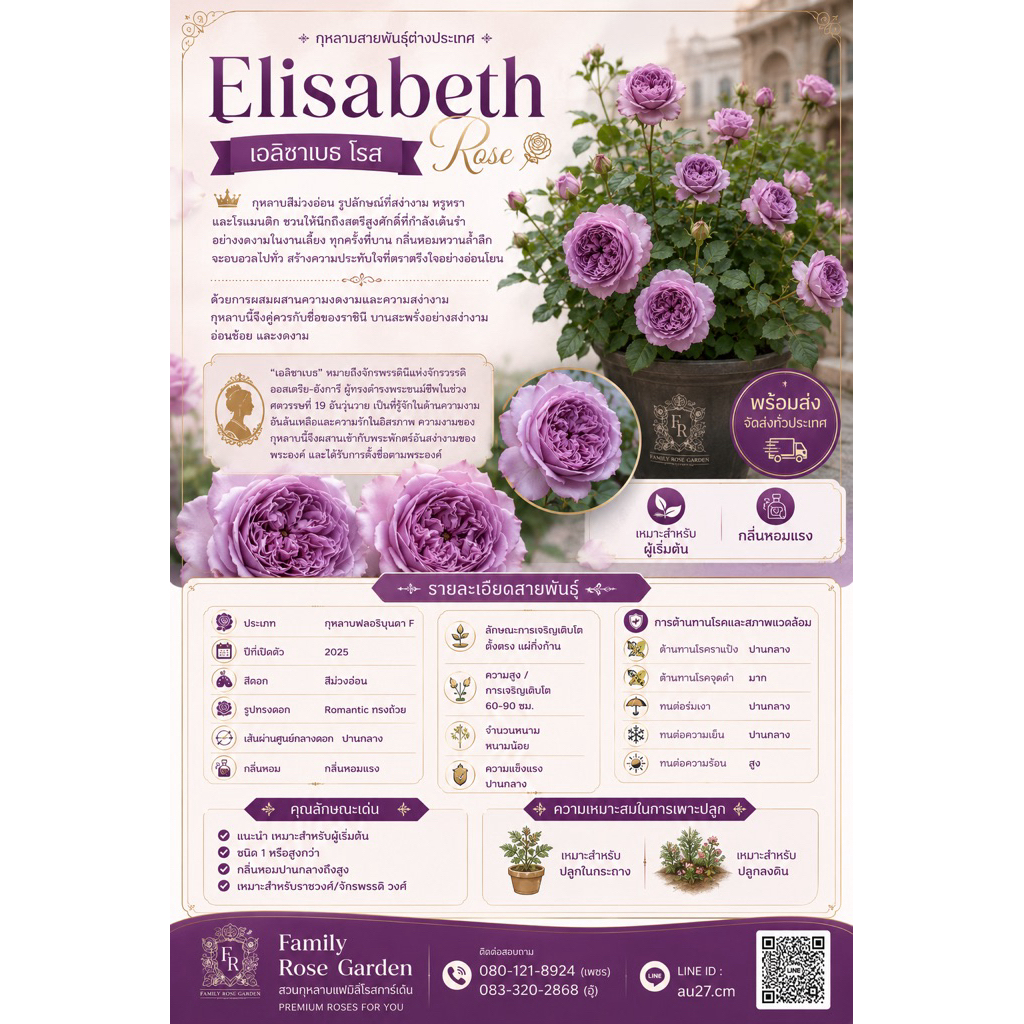 Elisabeth rose New rose เปิดตัวกุหลาบใหม่ อลิซาเบส พร้อมส่งกระถาง 12 นิ้ว