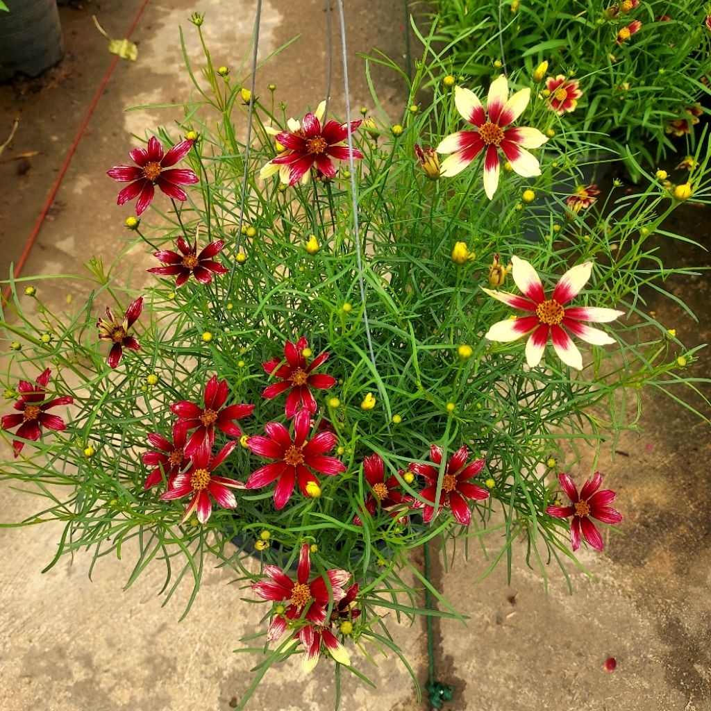 จันทร์ฉาย (Coreopsis)คอรีออปซิส รูปที่ 5