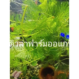 สาหร่ายหางกระรอกฉัตรฟาร์มออแกนิค ต้นยาวแข็งแรง