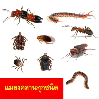 ฟูราดาน นาเฟีย 6จี (15 กิโลกรัม) ใส่รองก้นหลุม หรือโรยรอบโคน (คาร์แทปไฮโดรคลอไรด์+ไอโซโพรคาร์บ) ใช้ในการกำจัดแมลงคลาน