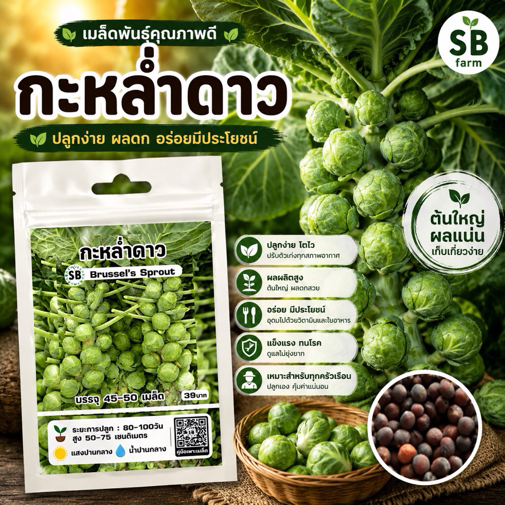 กะหล่ำดาว - Brussel’s Sprout 45-50เมล็ด/ซอง โปรโมชั่น [ซื้อ 2 แถม 1ซอง]