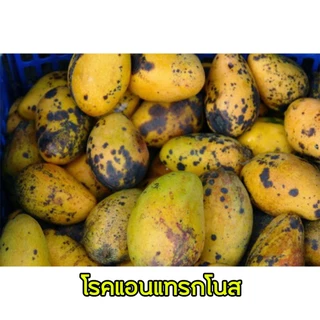 ใหม่! ไตรฟลอกซีสโตรบิน+ทีบูโคนาโซล 250 กรัม (เสือเกษตร) ตัวเดียวกับนาติโว สารกำจัดโรคพืช ป้องกันและรักษา คุมโรคนาน 10-14