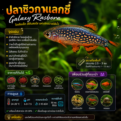 ปลาซิวกาแลคซี่ Galaxy Rasbora