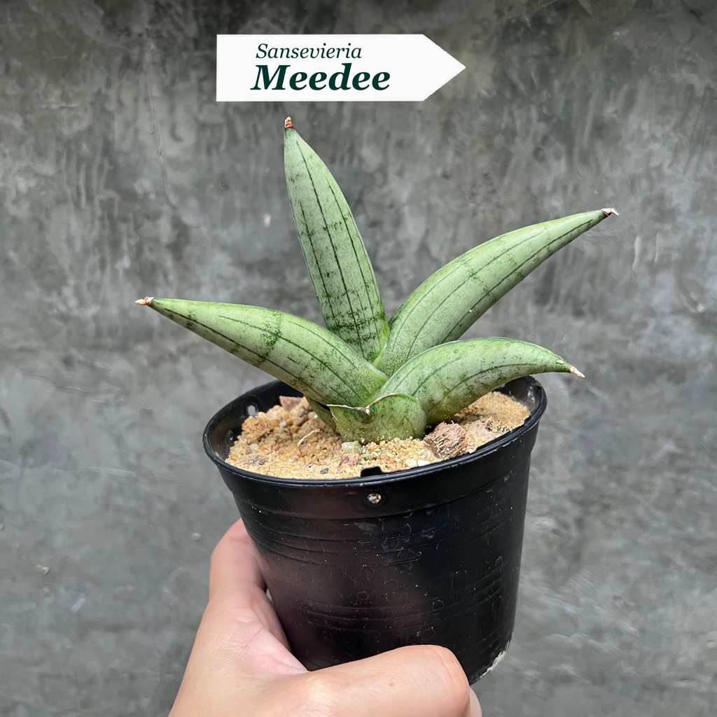 ต้นลิ้นมังกร Sansevieria Meedee