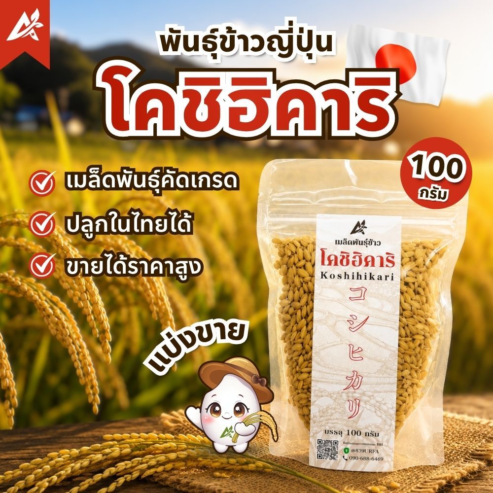 เมล็ดพันธุ์ข้าวญี่ปุ่น โคชิฮิคาริ ข้าวญี่ปุ่น แบ่งขาย 100/500 กรัม พันธุ์แท้พร้อมปลูก (ปี69 อัตรางอกสูง)