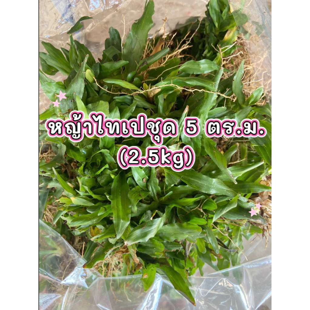 หญ้าไทเป ชุด 5 ตร.ม. (2.5kg) ทนแดดทนฝน🌧️