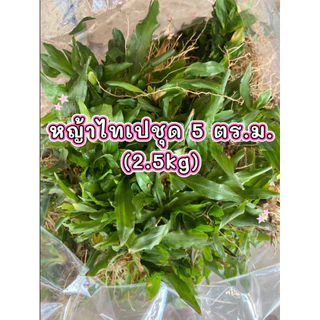 หญ้าไทเป ชุด 5 ตร.ม. (2.5kg) ทนแดดทนฝน🌧️