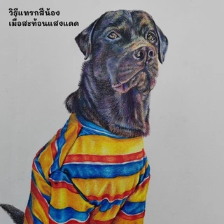 คอร์สออนไลน์วาดสัตว์เลี้ยงเหมือนจริงเทคนิคสีไม้