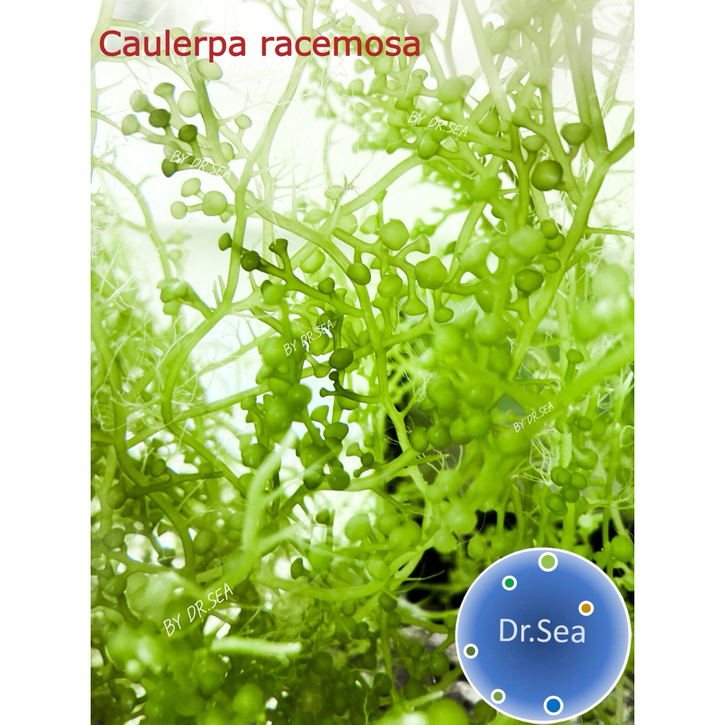 Caulerpa racemosa 20 กรัม สาหร่ายทะเล