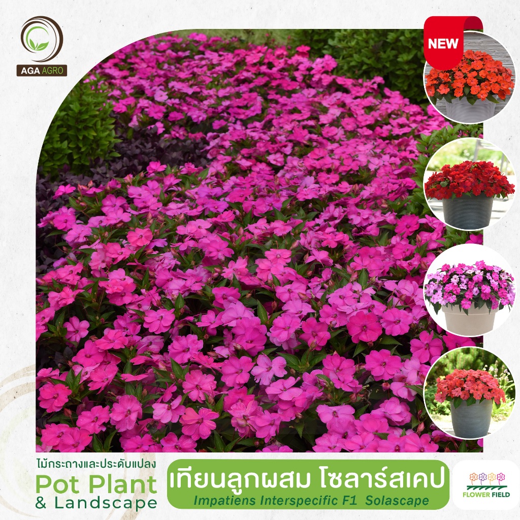 New Color2026!! AGA AGRO I "เทียนลูกผสม โซลาร์สเคป" พันธุ์ใหม่! ทนร้อน ปลูกกลางแดดได้100%-20&100เมล็ด-IMP Solarscape