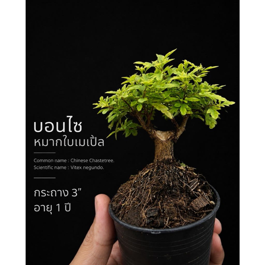 หมากเมเปิ้ล (Chinese Chastetree/ Vitex negundo.) 🌿บอนไซจิ๋ว กระถาง 3”