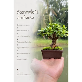 เบี้ยเศรษฐี💰ปะการังเขียว (Elephant bush / Portulacaria Afra.)🐘🌿บอนไซจิ๋ว กระถาง 3”