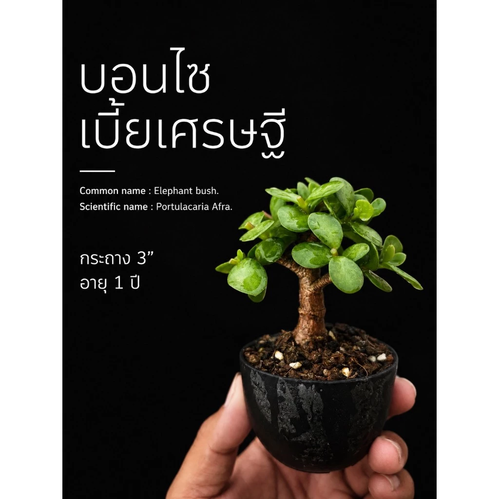 เบี้ยเศรษฐี💰ปะการังเขียว (Elephant bush / Portulacaria Afra.)🐘🌿บอนไซจิ๋ว กระถาง 3”