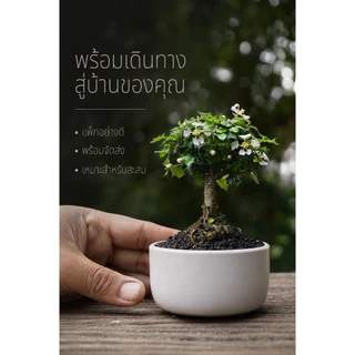 ชาปัตตาเวีย (Singapore holly./Malpighia coccigera.)🌸 บอนไซจิ๋ว กระถาง 3"