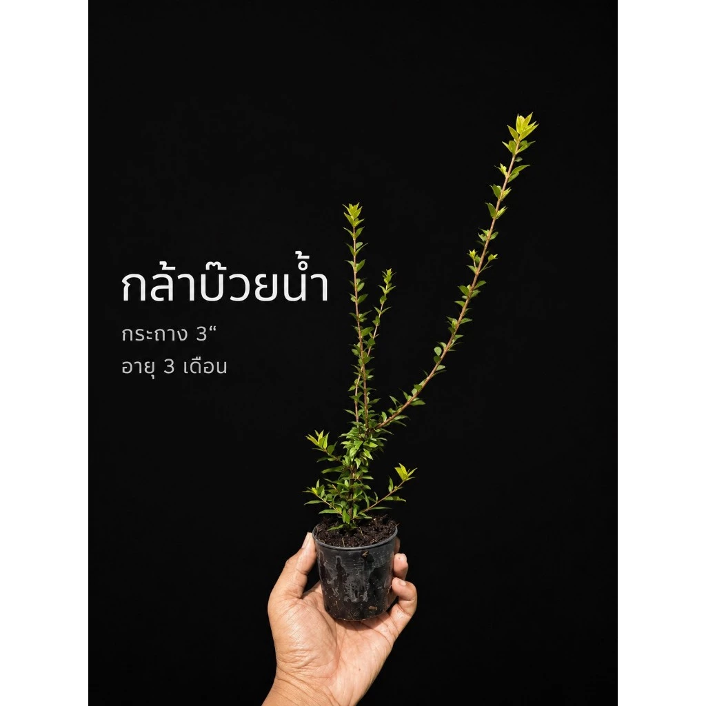 กล้าบ๊วยน้ำ 🌱 บอนไซ ยังไม่ผ่านการดัดเข้าลวด กระถาง 3” นิ้ว บอนไซจิ๋ว ลูกค้าสามารถนำไปเข้าลวดด้วยตัวเอง