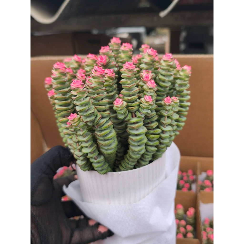 Crassula Baby necklace.#สปริงชมพู #หนอนสปริง ตัวกลาง #ไม้อวบน้ำกุหลาบ🐛🐛เลี้ยงง่ายตายยาก ส่งทั้งกระถางยิ่งแดด☀️