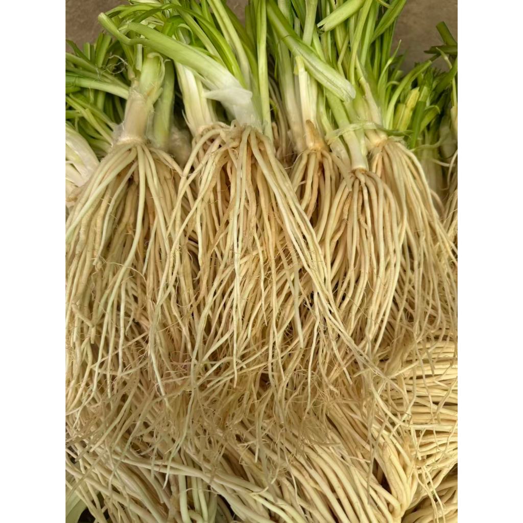รากชูสด สดๆใหม่ จากธรรมชาติ   แบบมีใบรากชูสด 500g/1000g 撇菜根