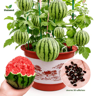 เมล็ดแตงโมจิ๋ว ผิวบาง เนื้อหวานฉ่ำ ปลูกในกระถางได้ - ThaiSeed